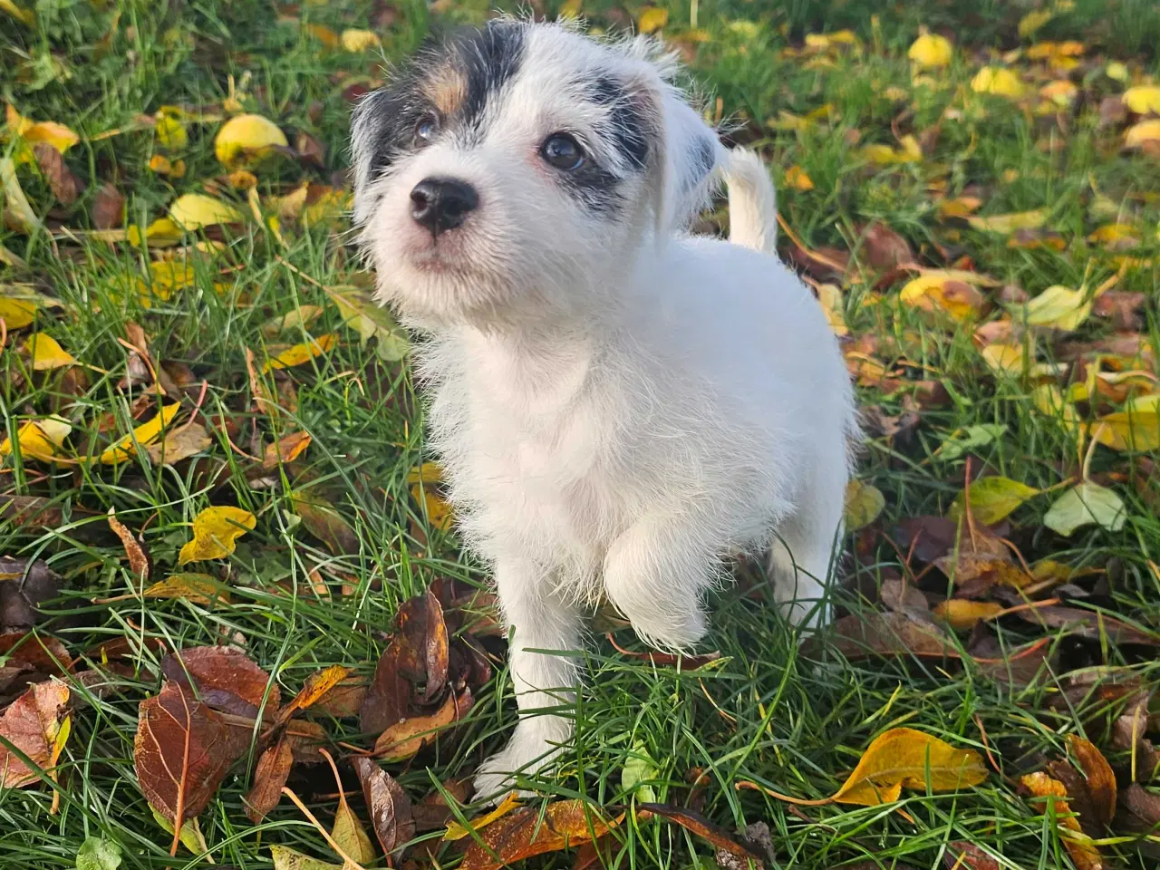 Billede 6 - Ren kærlighed