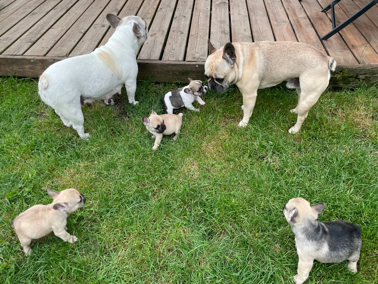 Billede 5 - Franske bulldog hvalpe