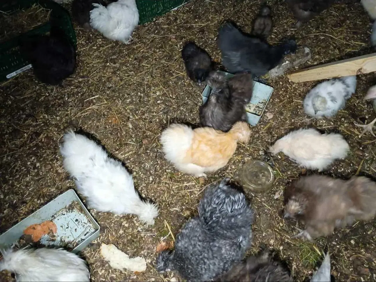 Billede 5 - Varmefri dværge silkehøns kyllinger