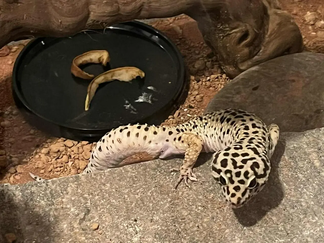Billede 3 - Leopardgekko, han, med terrarie