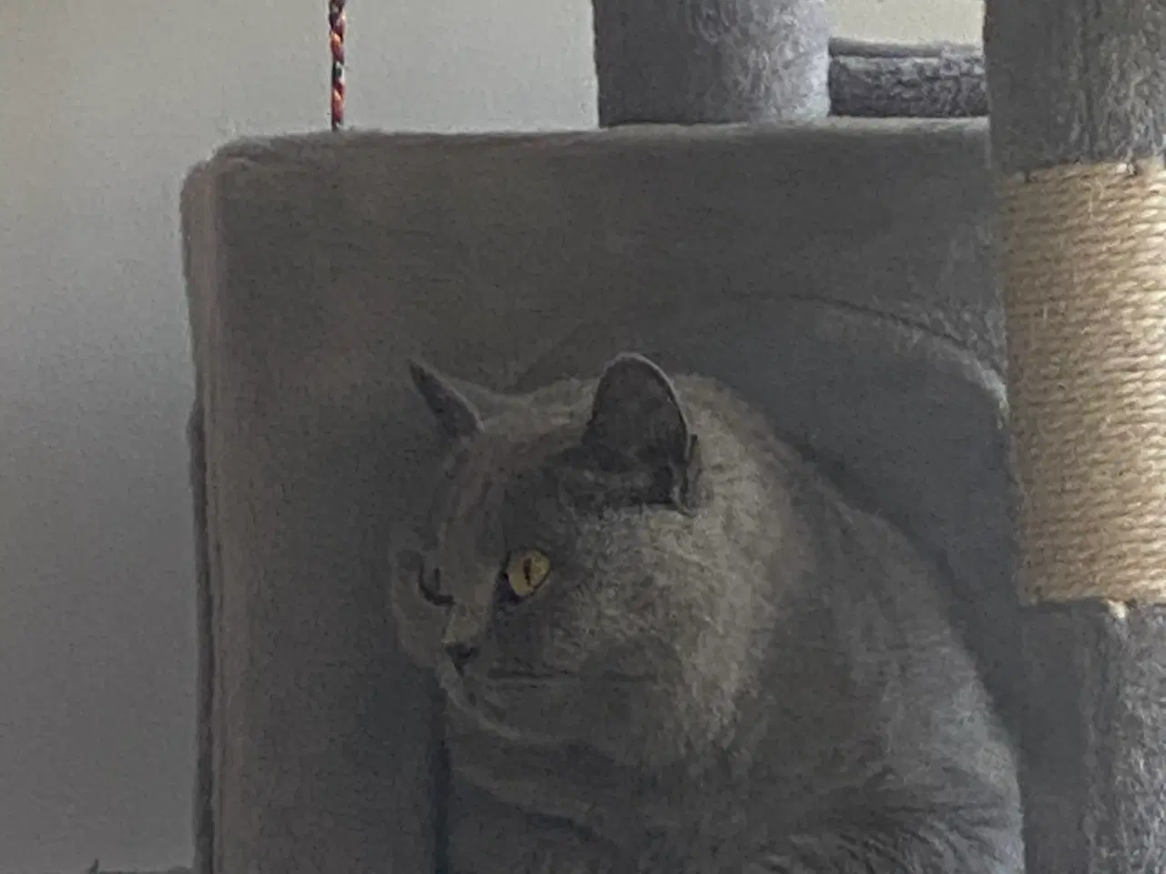 Billede 8 - Den sødeste Misse 🐱 