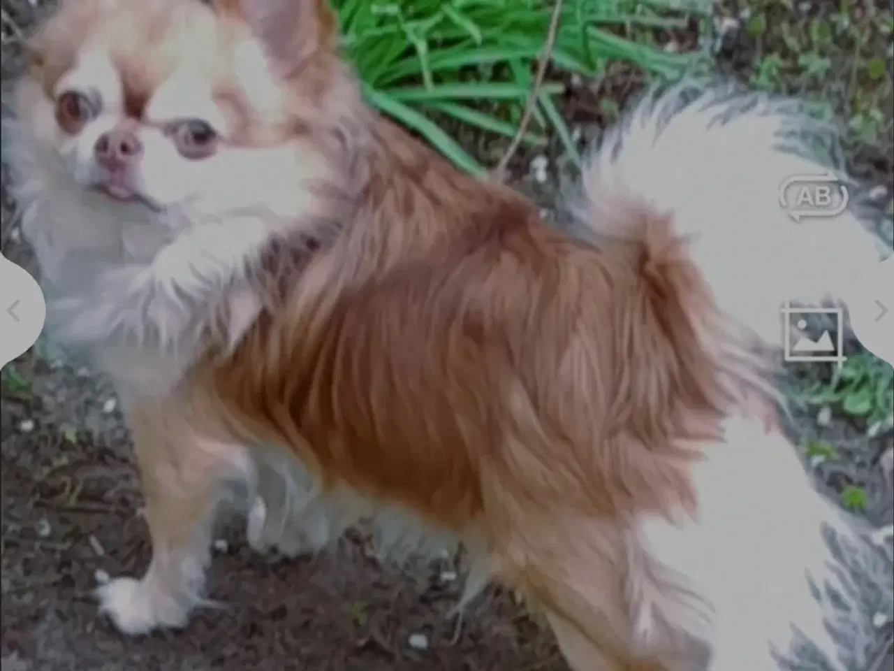 Billede 4 - Chihuahua