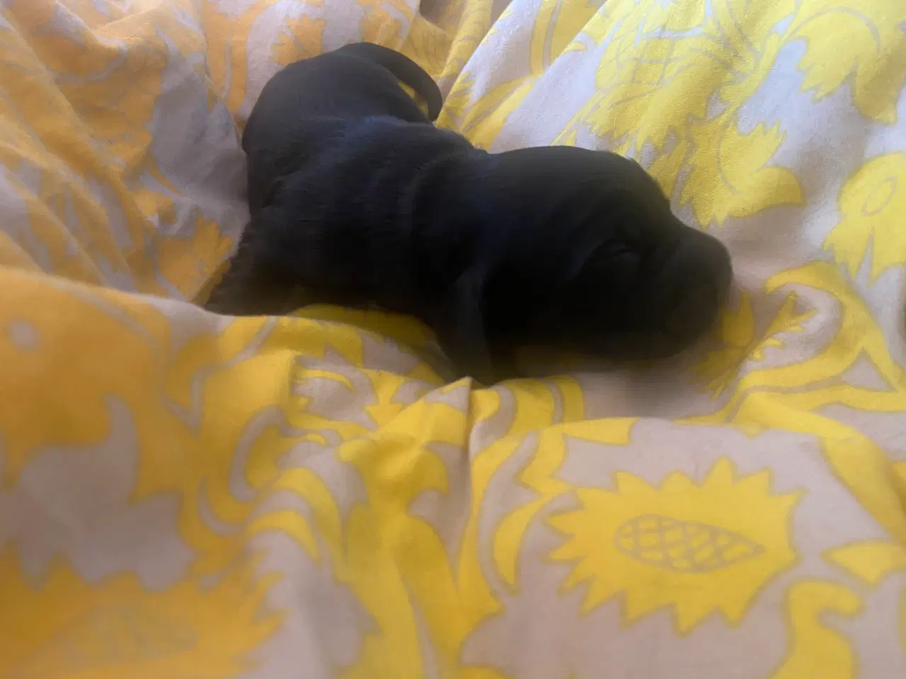 Billede 12 - Eng Cocker spaniels