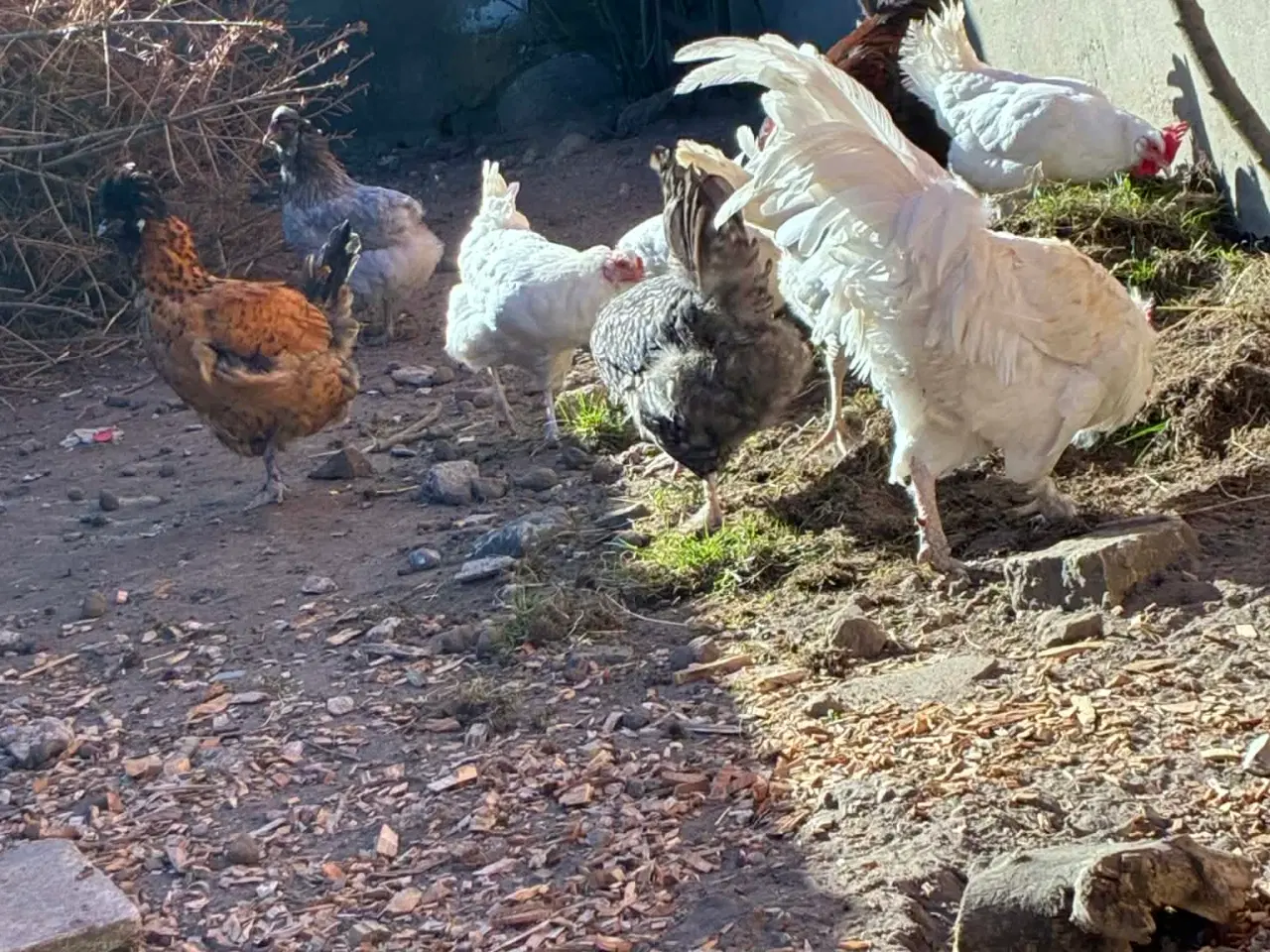 Billede 4 - Blandet kyllinger med grønlægger i 