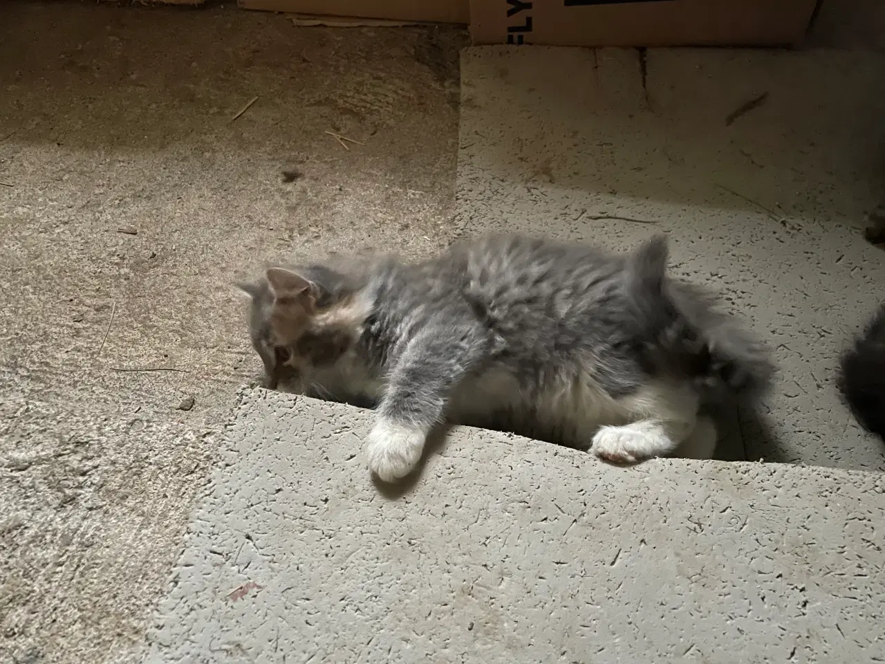 Billede 3 - Kattekillinge blanding af huskat og norsk skovkat