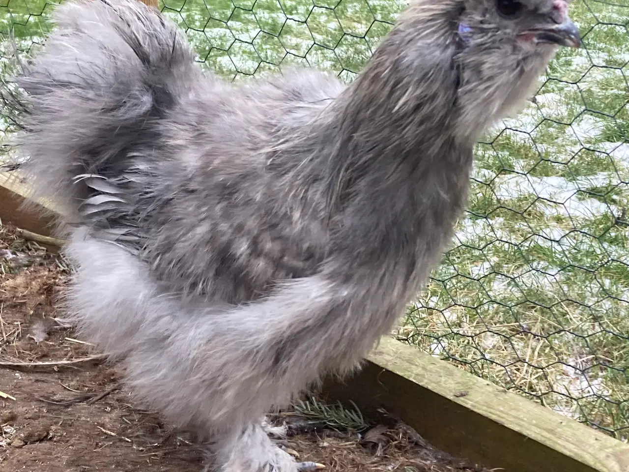 Billede 1 - Silkehane fra september 2025. 