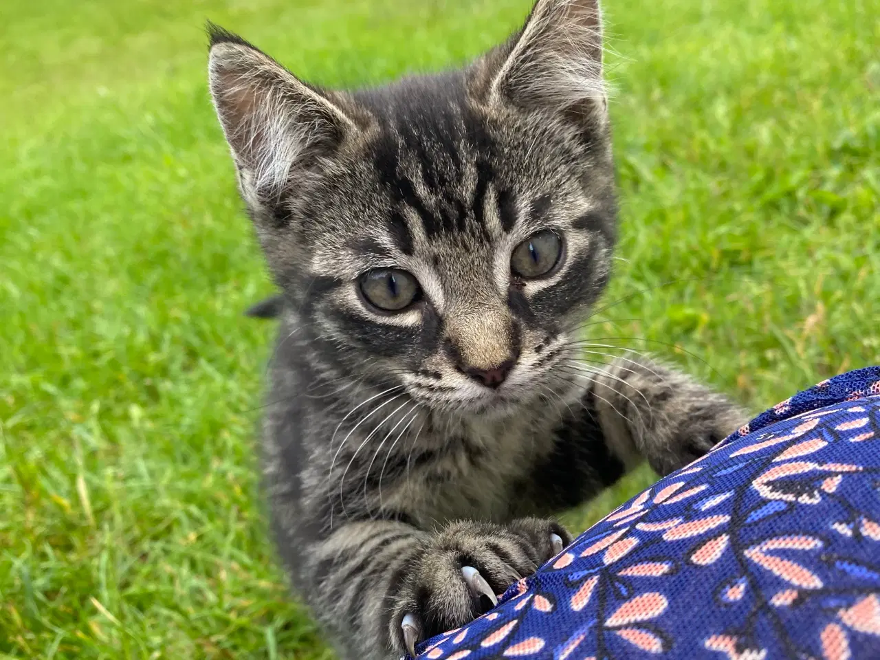 Billede 2 - Polydactyl Maine coon blandinger