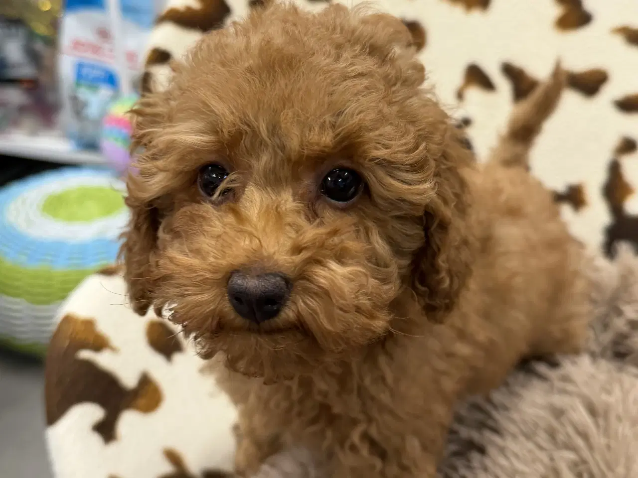 Billede 10 - Maltipoo piger rejseklar 