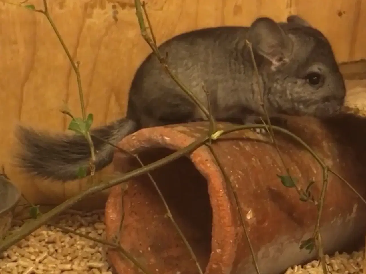 Billede 6 - Rpa og Rpac ( Angora) chinchillaer søger nyt hjem 
