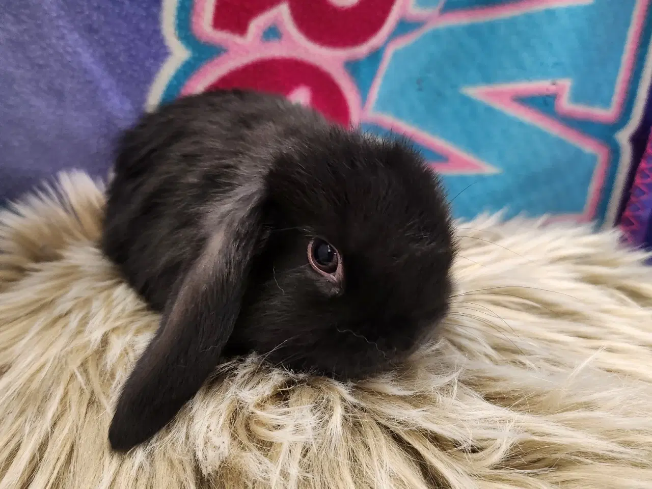 Billede 4 - Minilop kaninunger