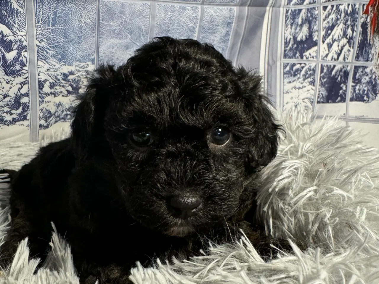 Billede 6 - Maltipoo hvalp inden jul ?? 