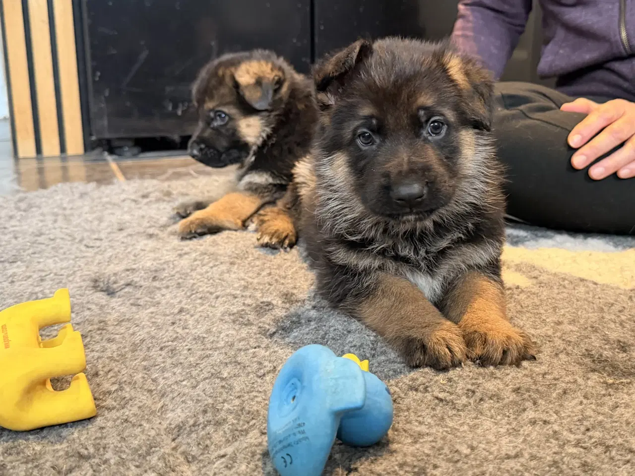 Billede 10 - Schæferhvalpe med stamtavle