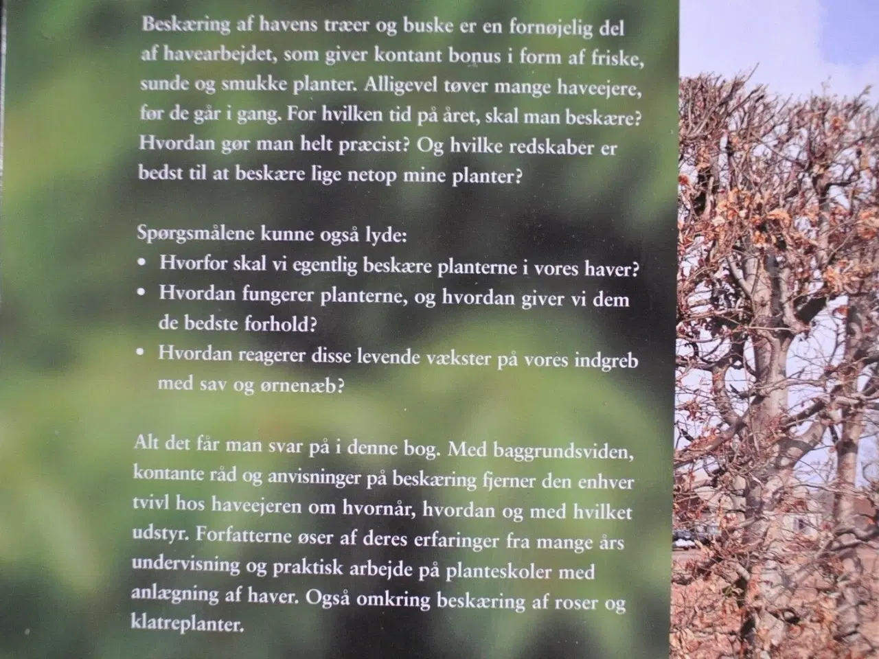Billede 3 - beskæring af havens træer og buske, af johanna lin