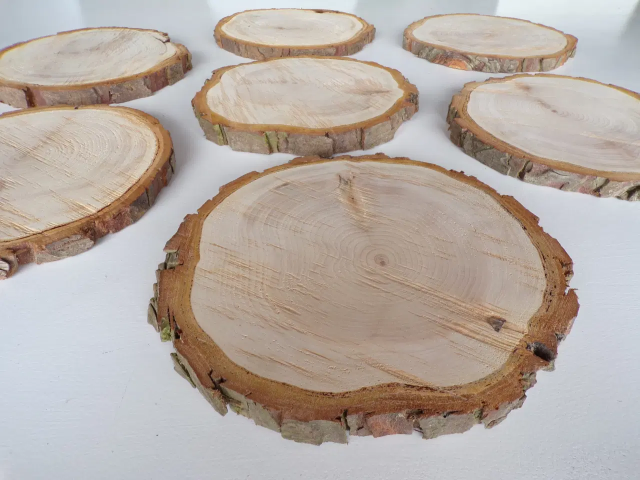 Billede 2 - NYE Træskiver Thuja 21-23 cm 