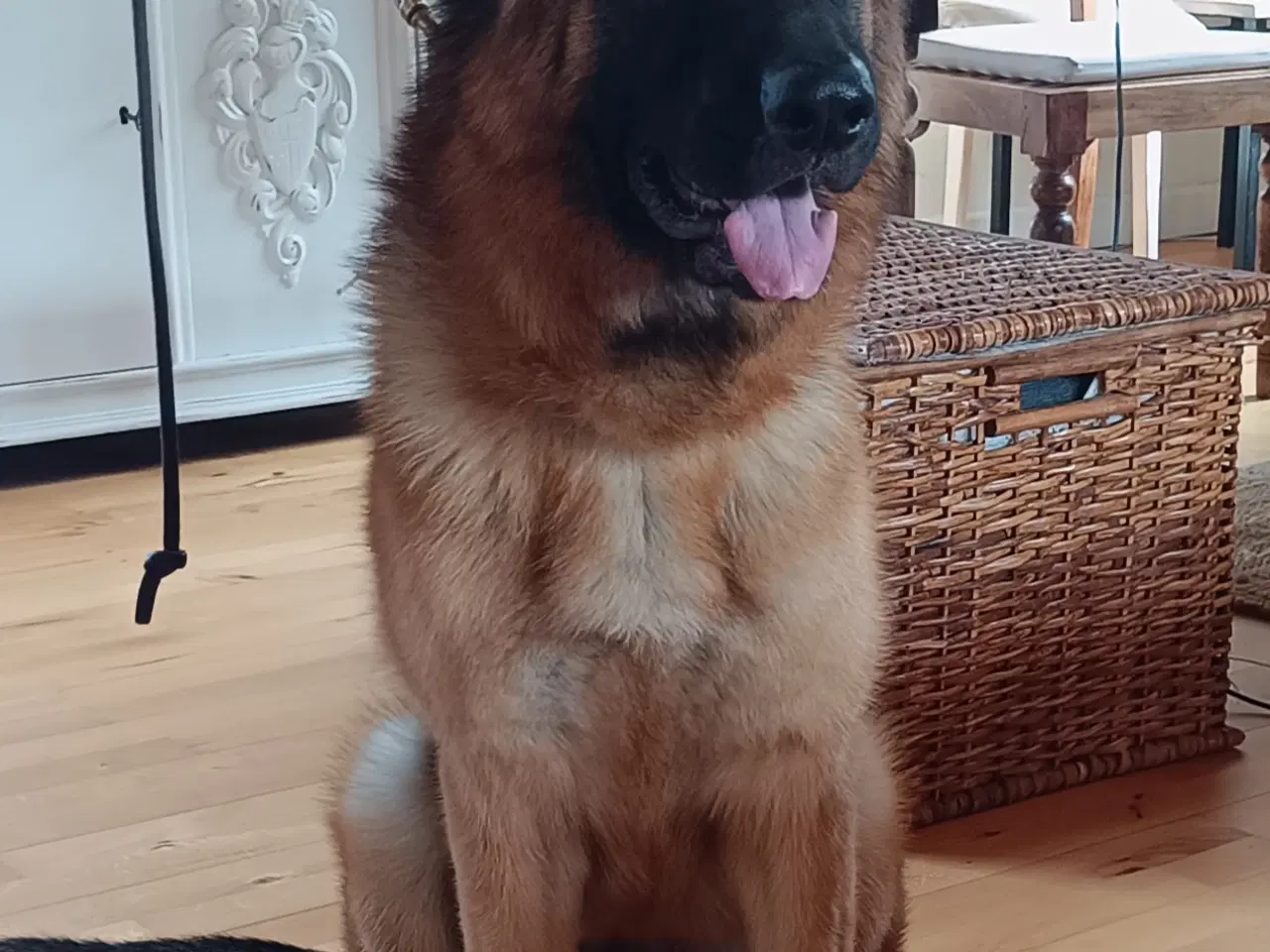 Billede 4 - Schæfer hund tæve