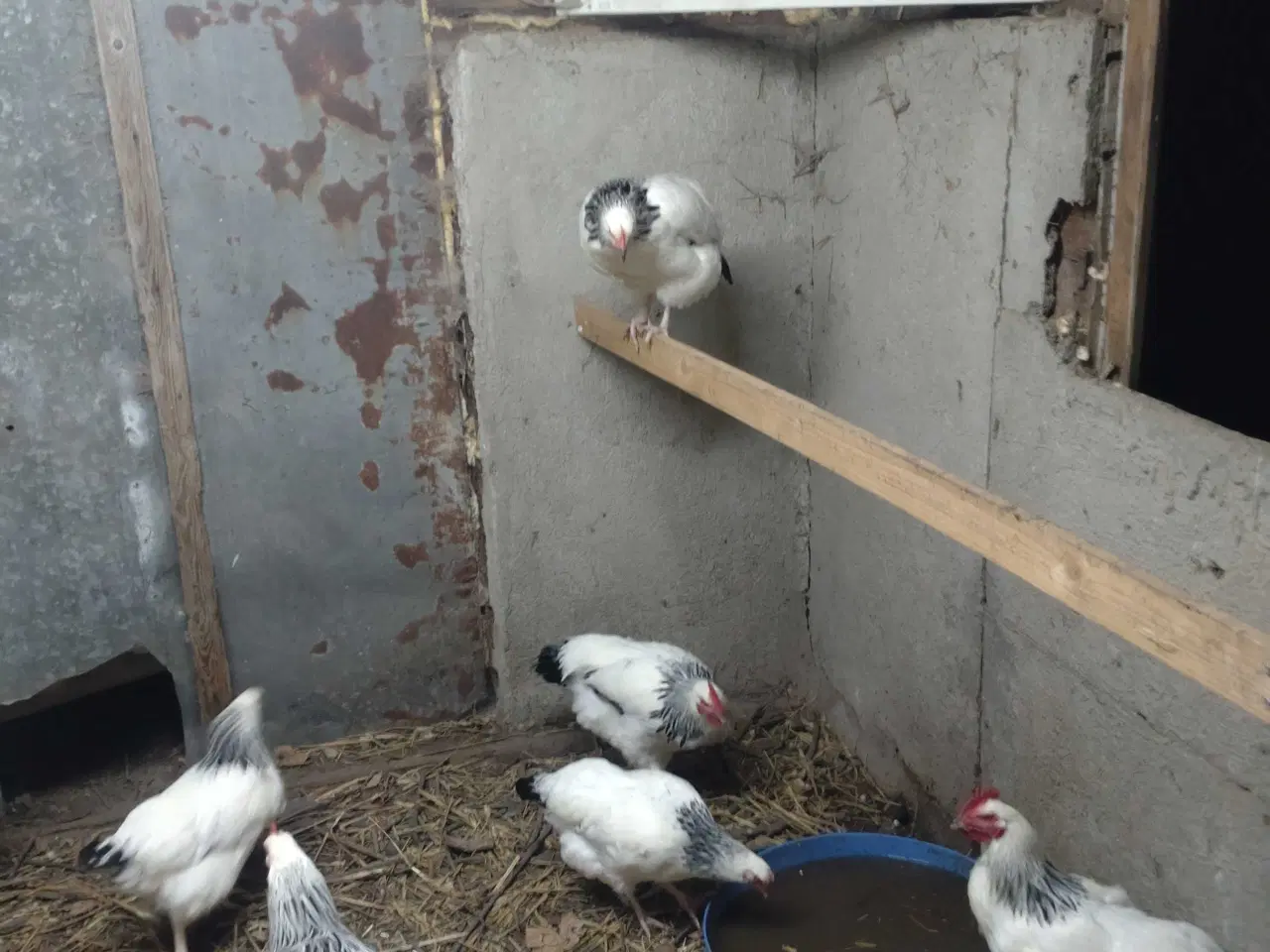 Billede 4 - Sussex-hanner