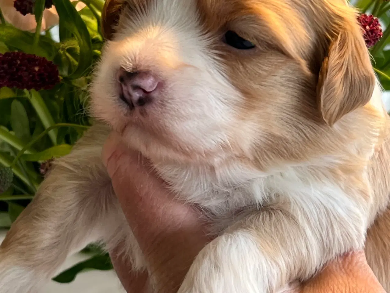 Billede 2 - Smukke Røde & Abrikos 