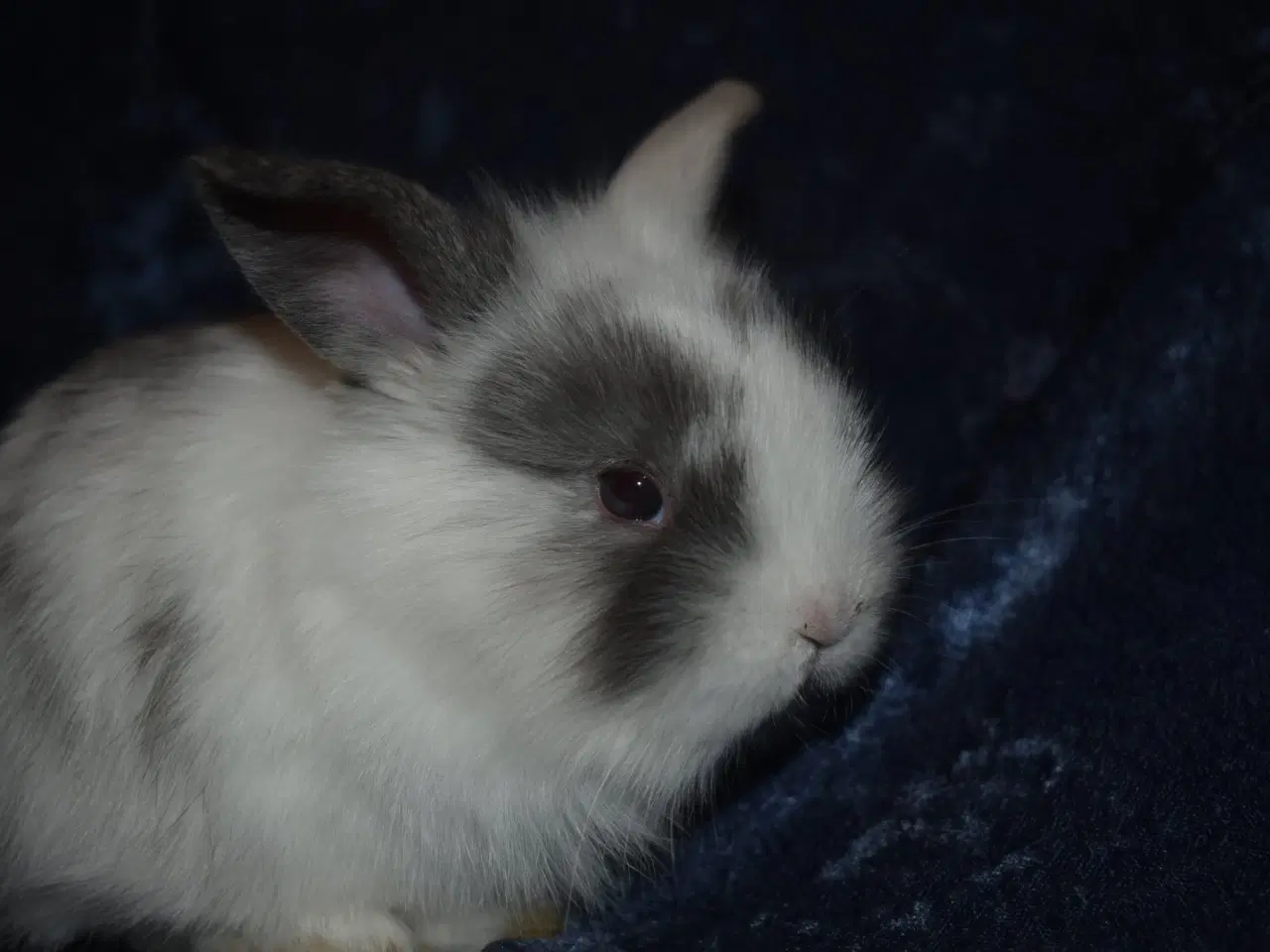 Billede 2 - Minilop/Teddy dreng 