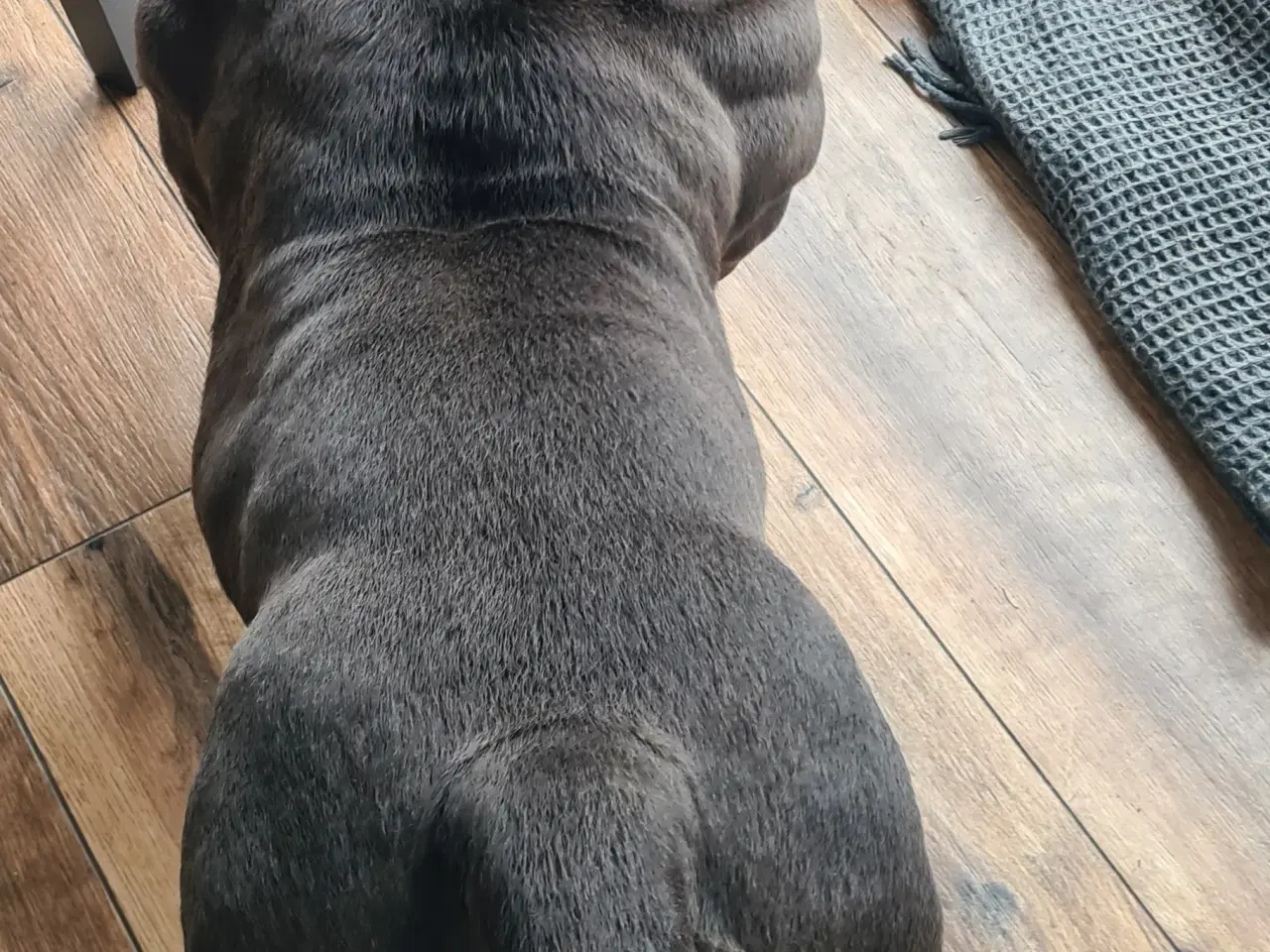 Billede 6 - American Bully Hvalpe Abkc STRONG