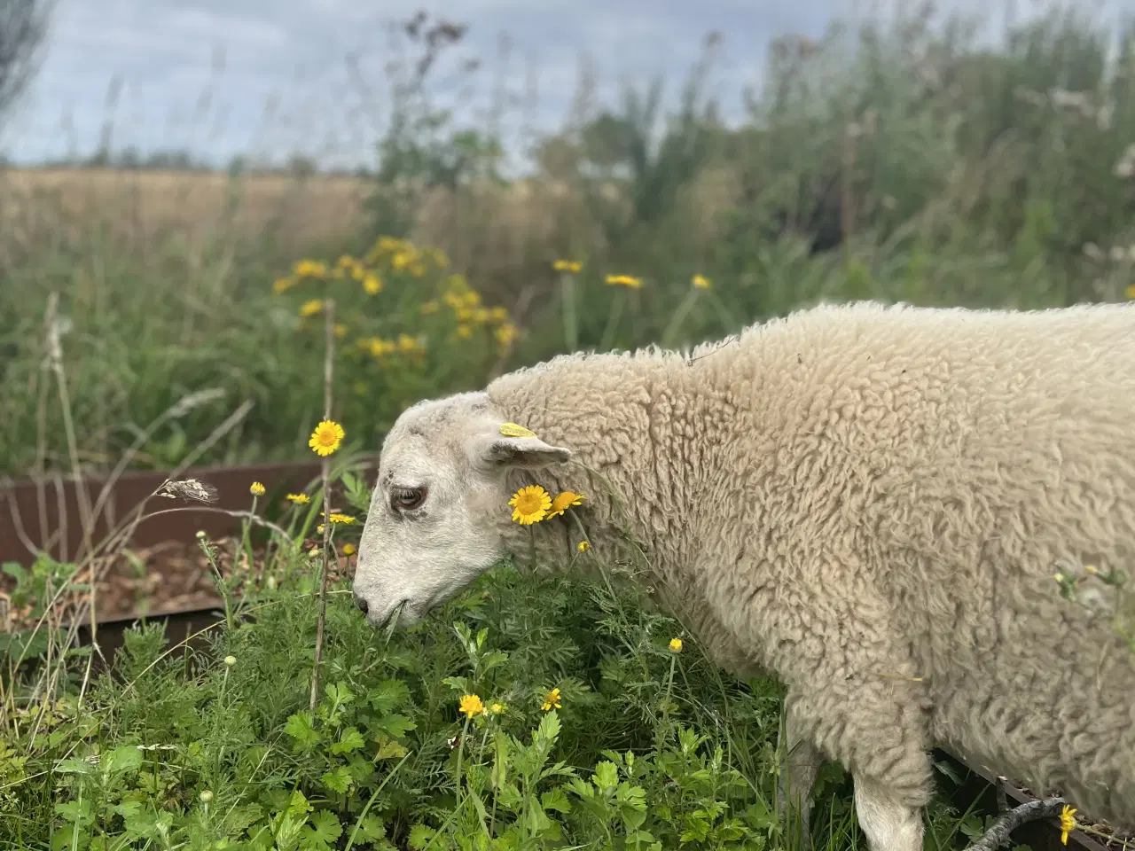 Billede 2 - Drægtigt får sælges