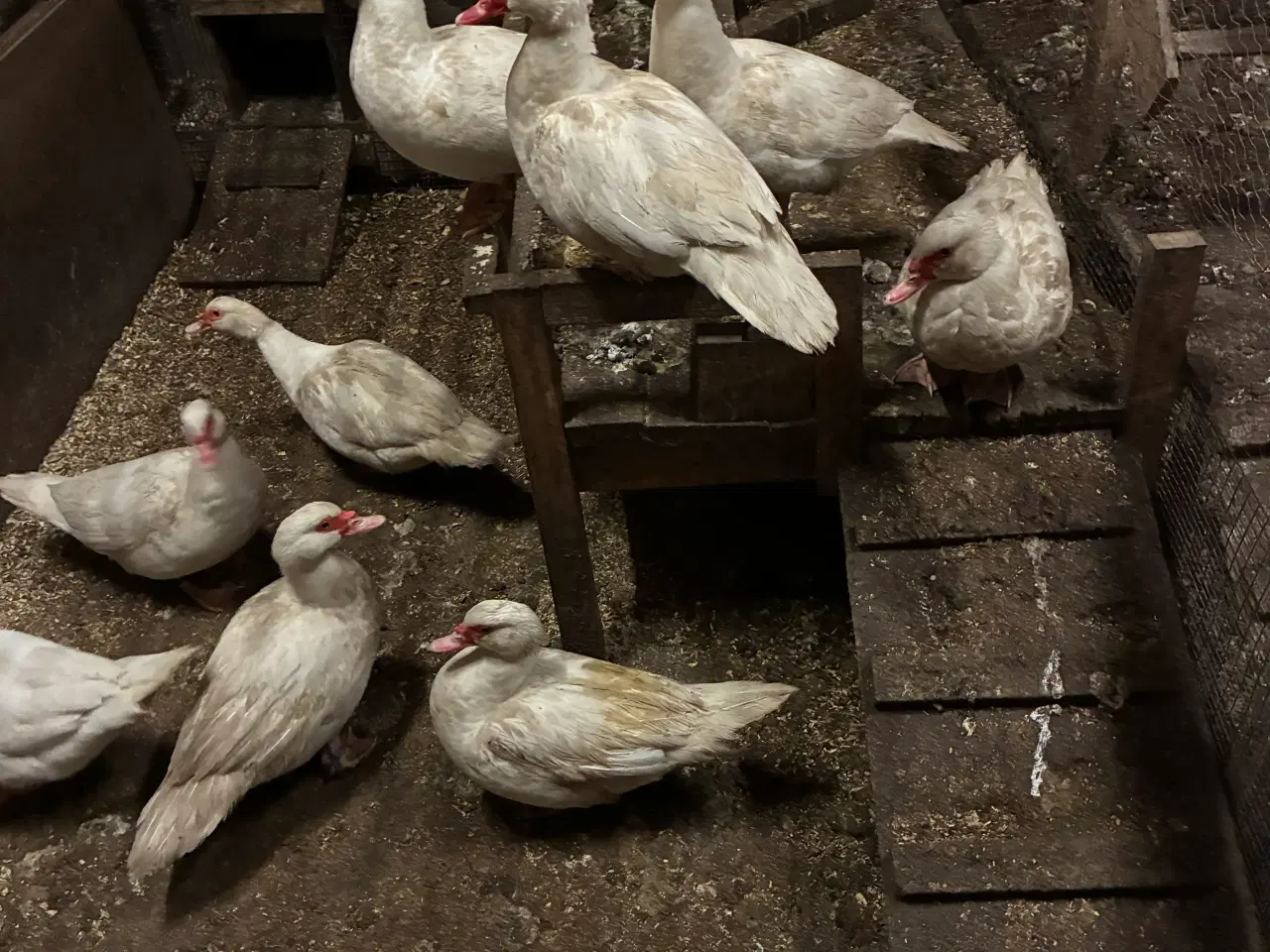 Billede 1 - Moskusænder