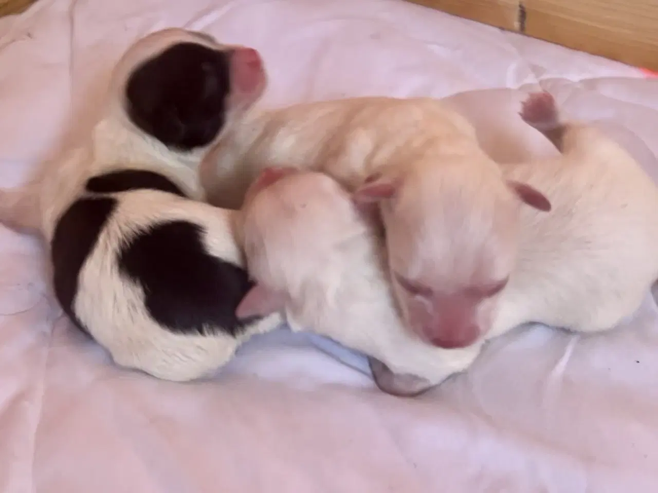 Billede 10 - Små allergivenlige blandingshvalpe