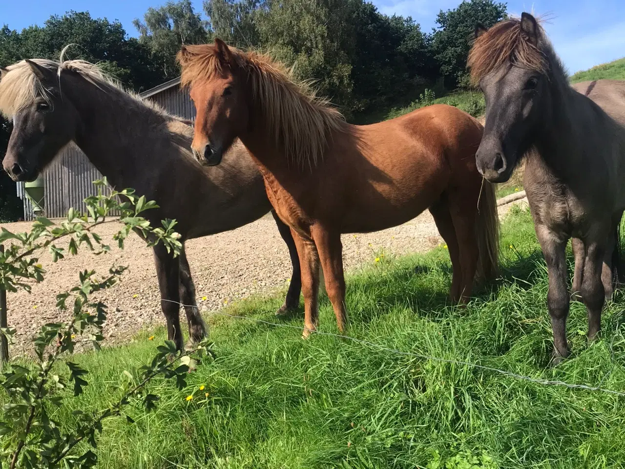 Billede 1 - Islænder gode rideheste