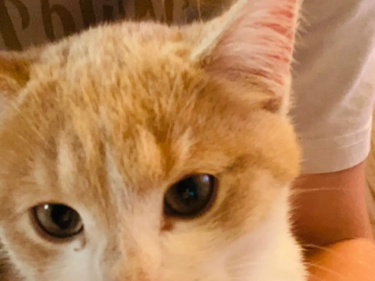 Billede 4 - Søde og kærlige staldkillinger