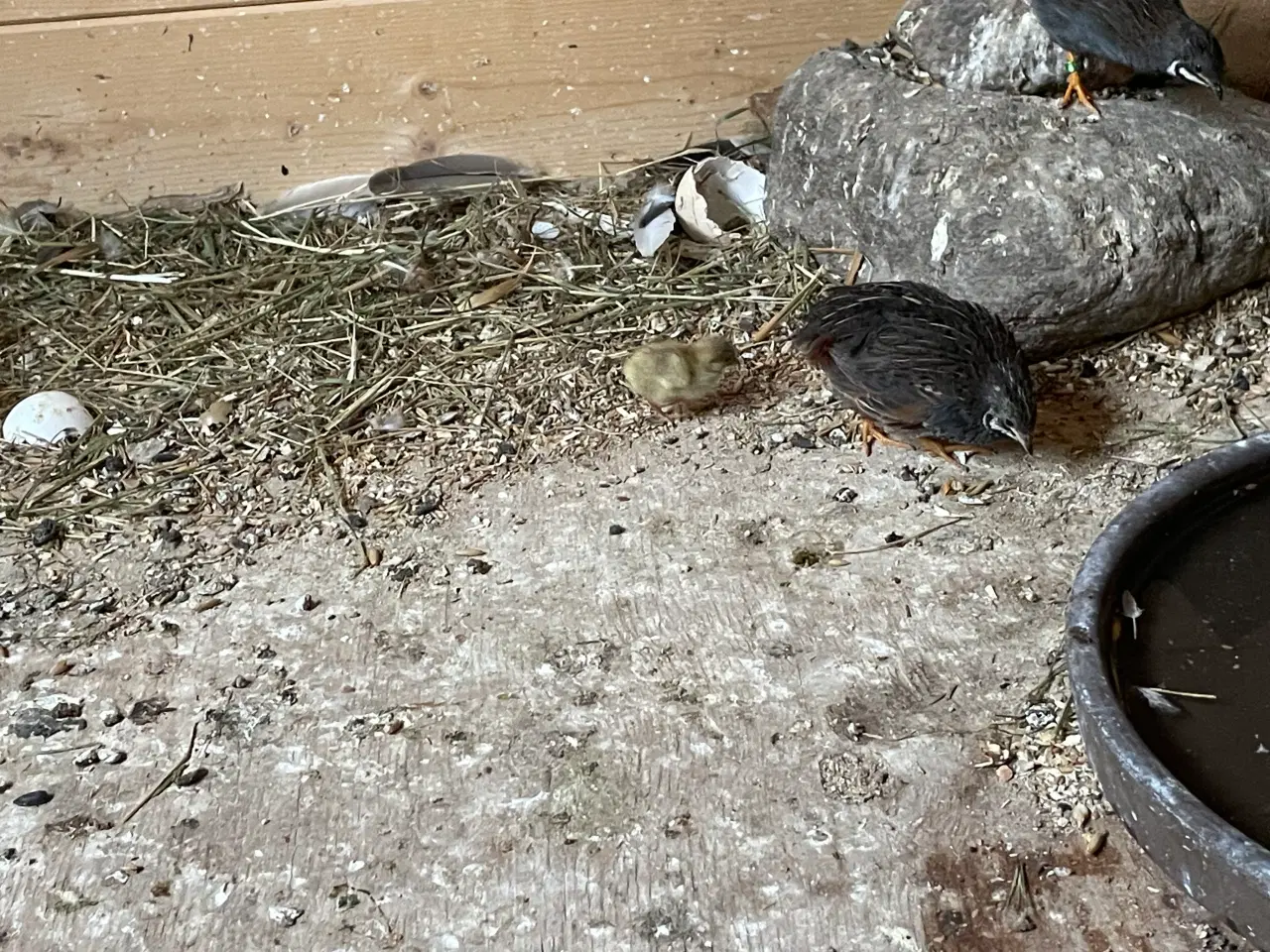 Billede 6 - Dværgvagtler naturfarvede sælges