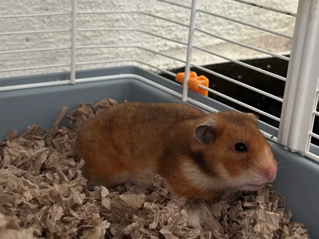 Billede 2 - To guldhamster søstre søger nyt og kærligt hjem