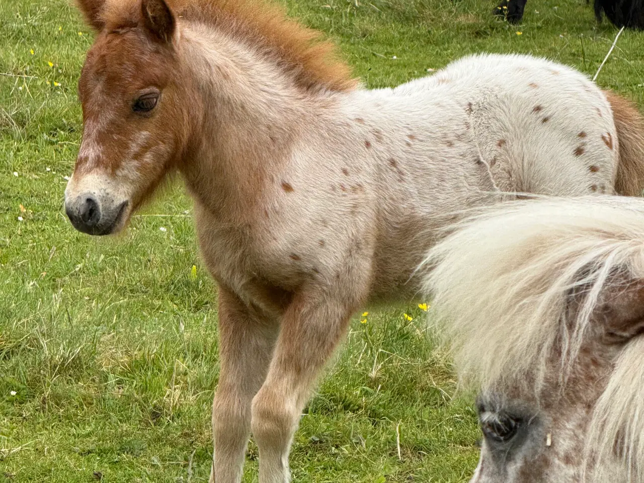 Billede 11 - Mini Pony 