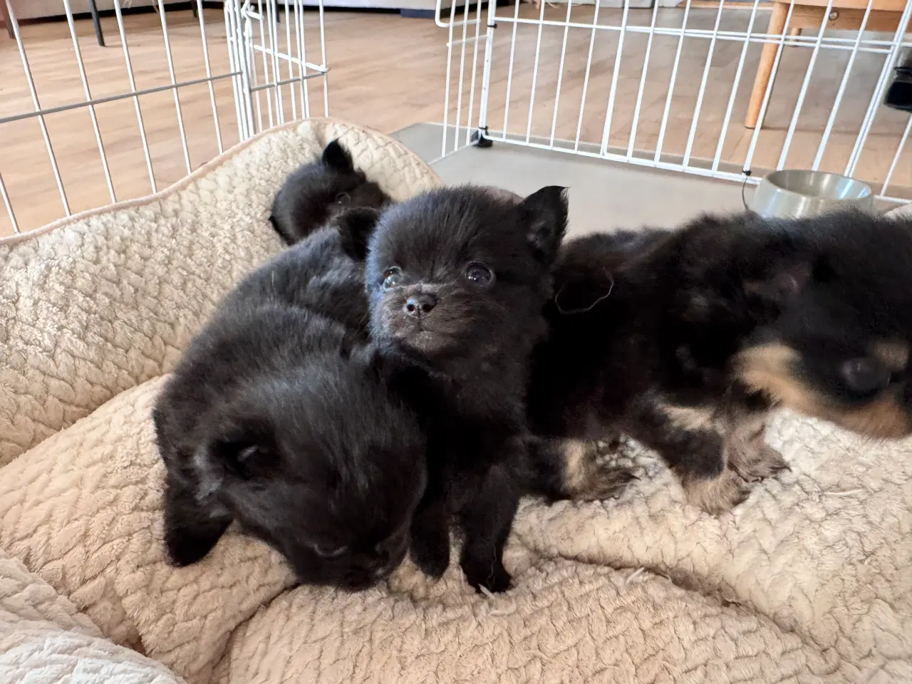 Billede 3 - Pomchi hvalpe 