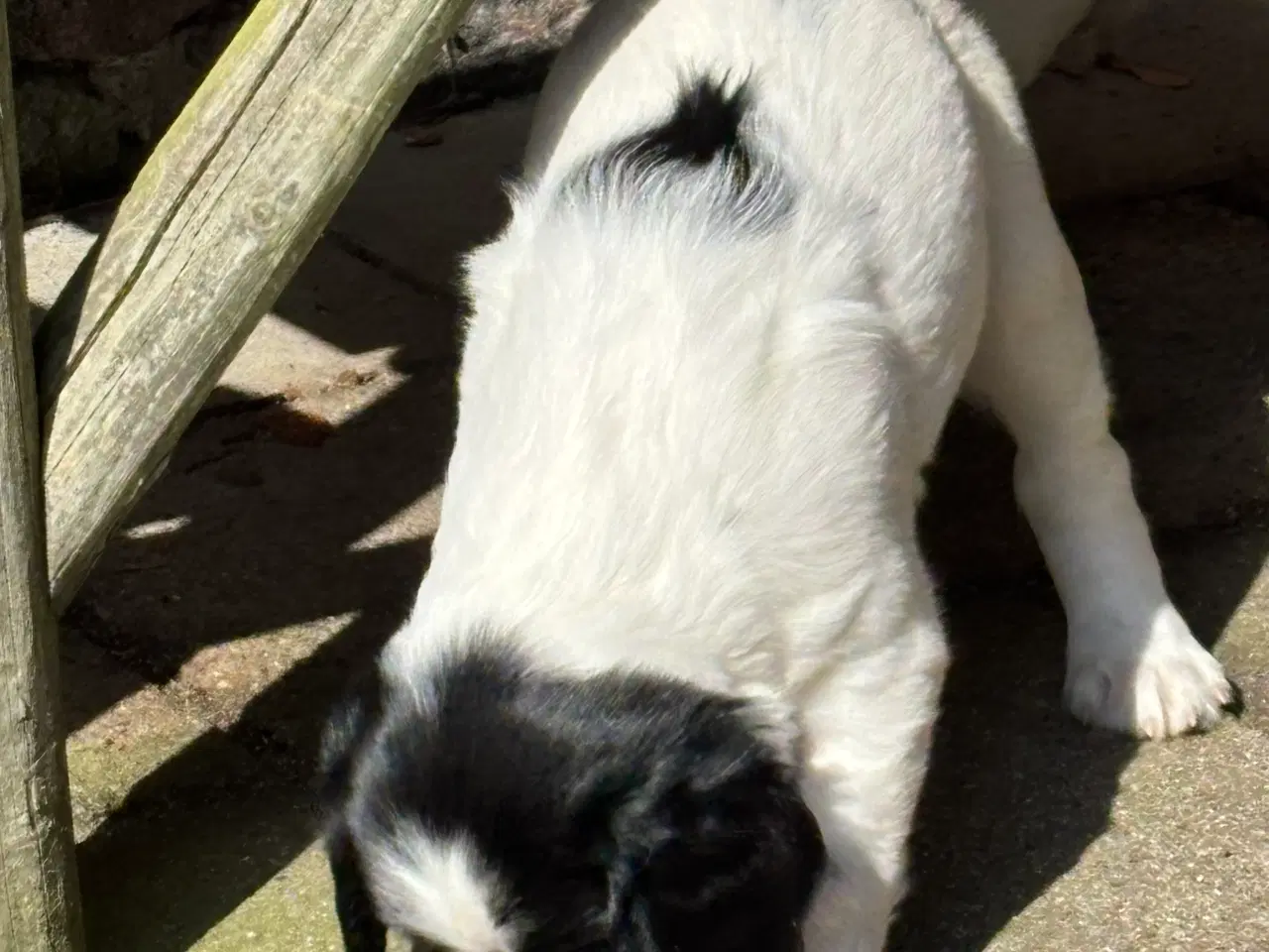 Billede 18 - FT Springer Spaniel