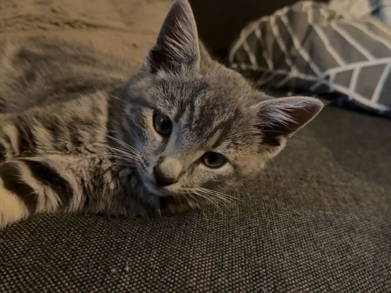 Billede 3 - Katte killing