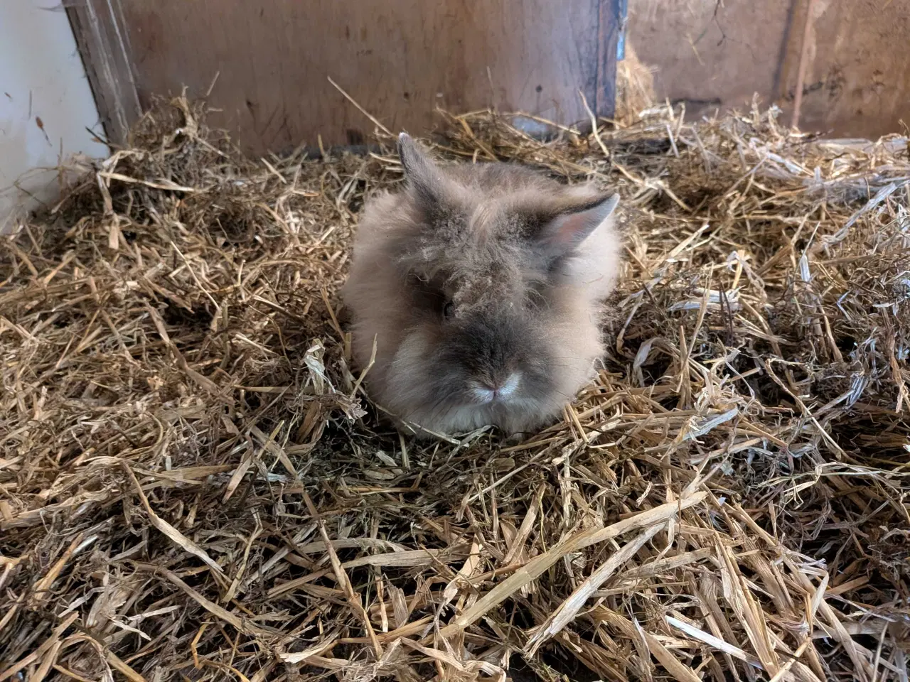 Billede 1 - To løvehoved han kaniner