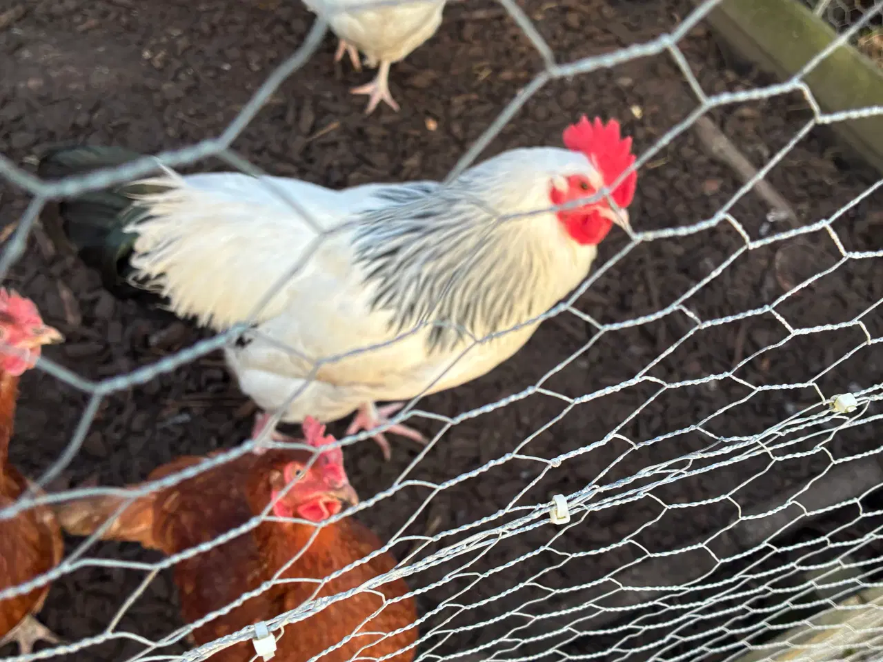 Billede 5 - Lys Sussex