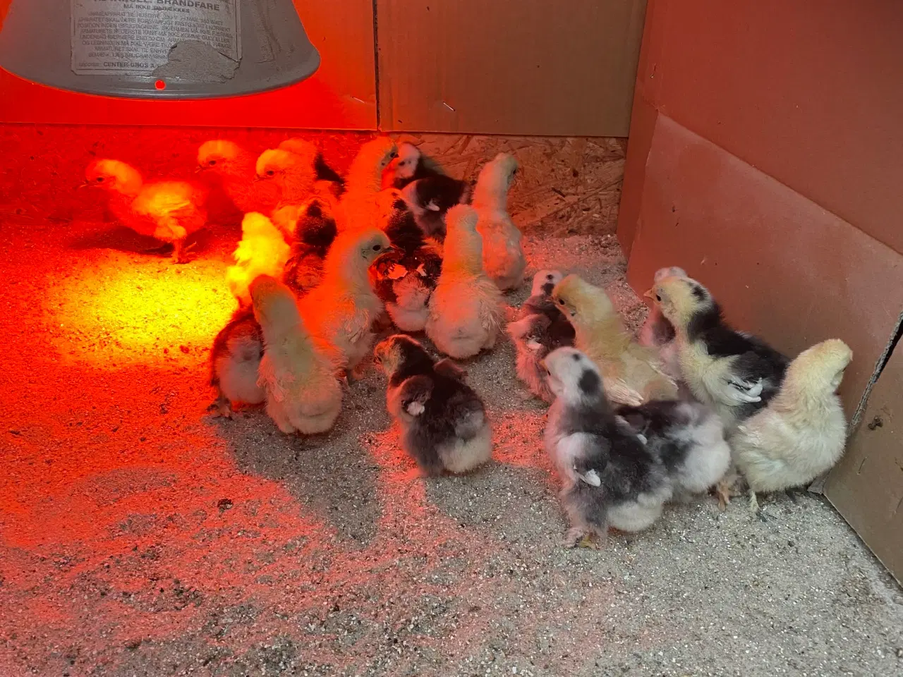 Billede 1 - Dværg kyllinger