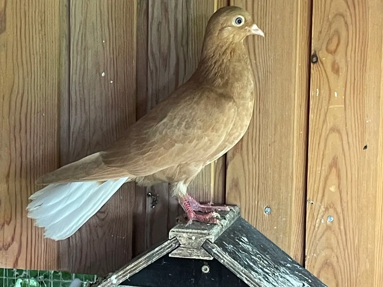 Billede 5 - Race duer  