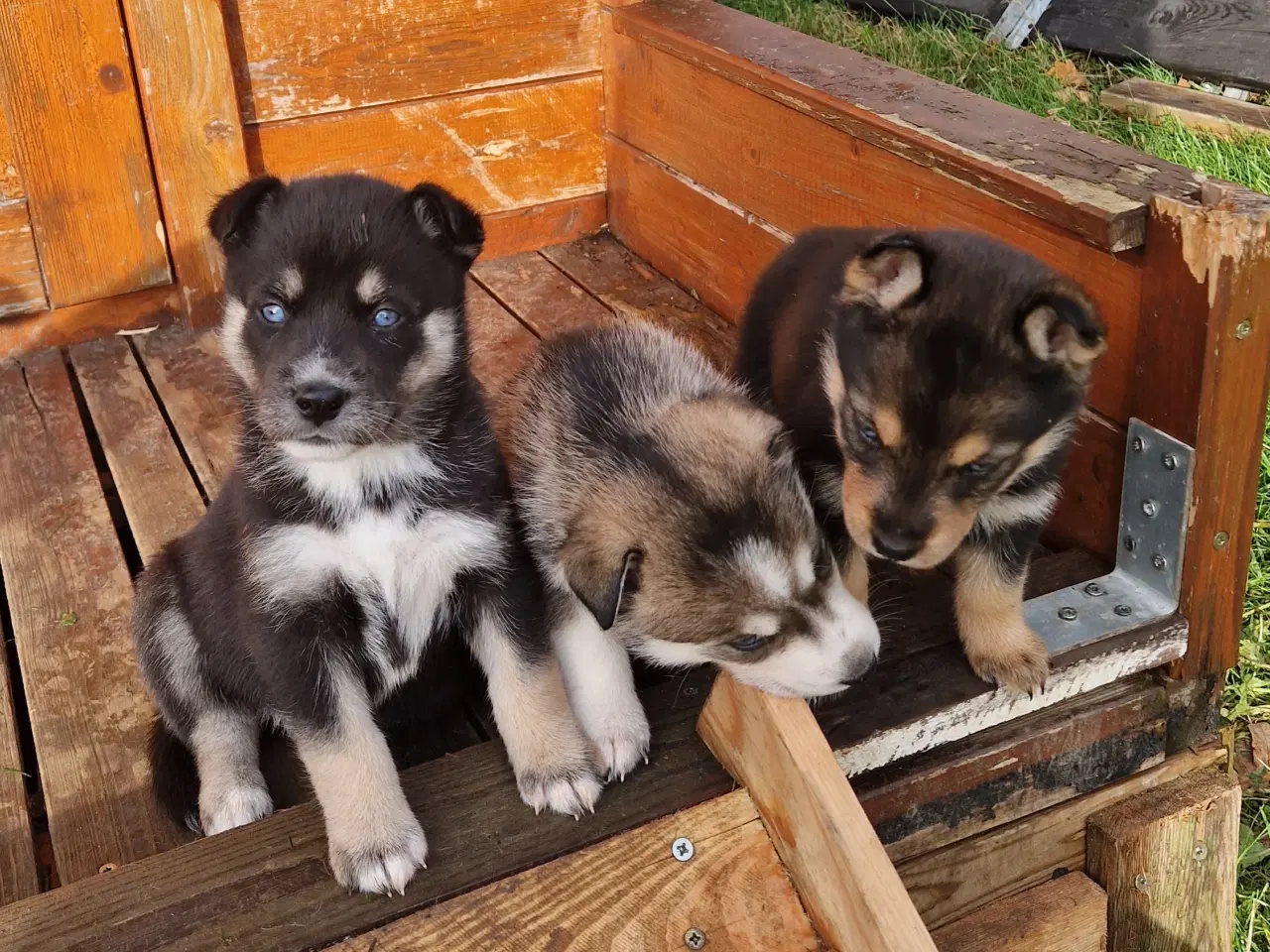 Billede 15 - Rottsky hvalpe søger nye, kærlige hjem