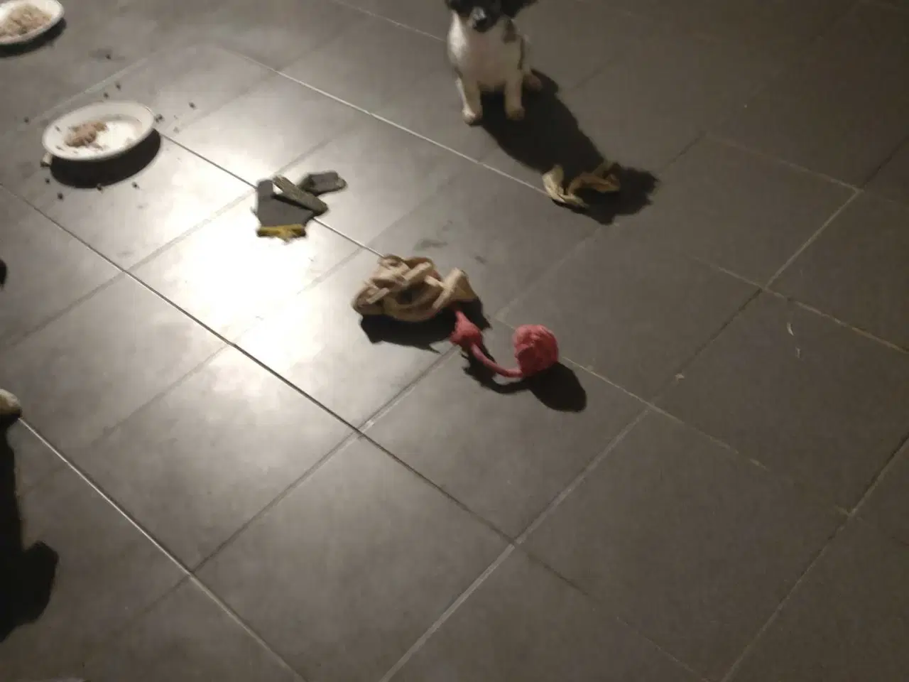 Billede 9 - Jack Russell blanding