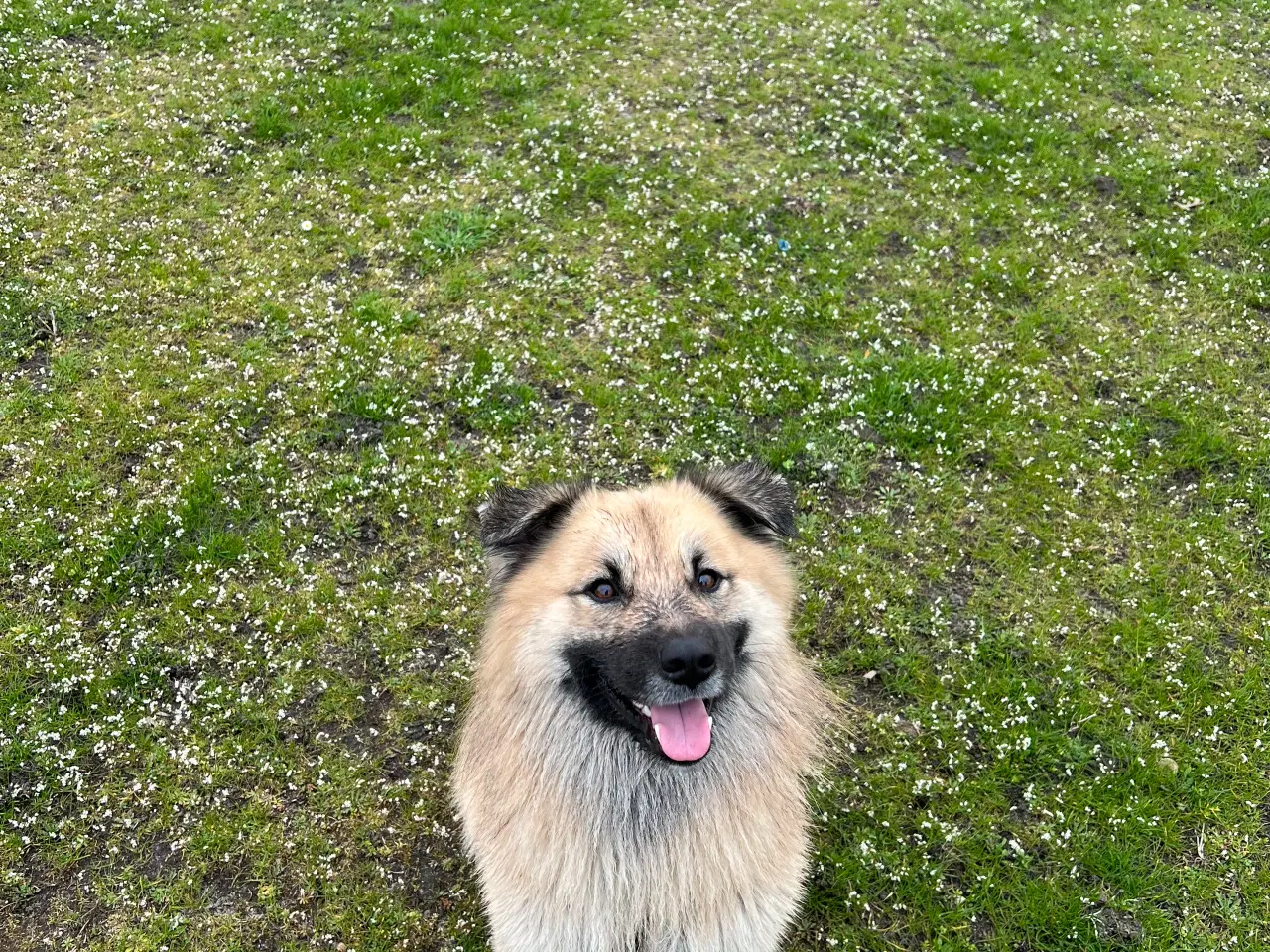 Billede 3 - Sød islandsk fårehund søger foreviget hjem