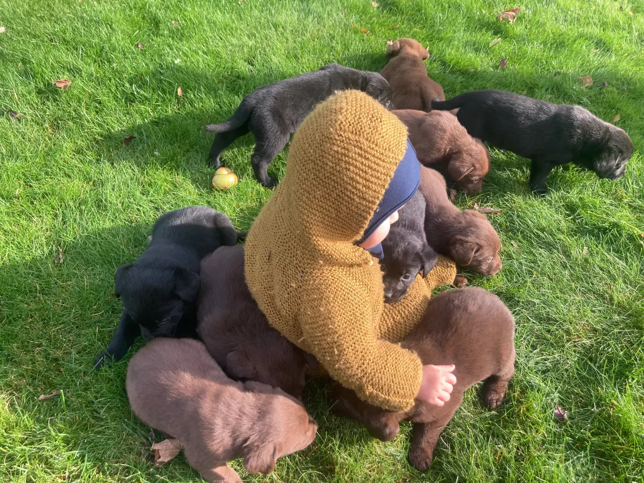 Billede 6 - Ægte labrador hvalpe sælges 