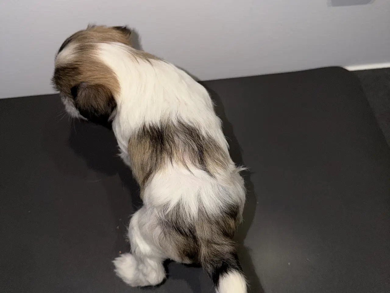 Billede 11 - Chinese crested/Kinesisk hårløs, allergivenlige