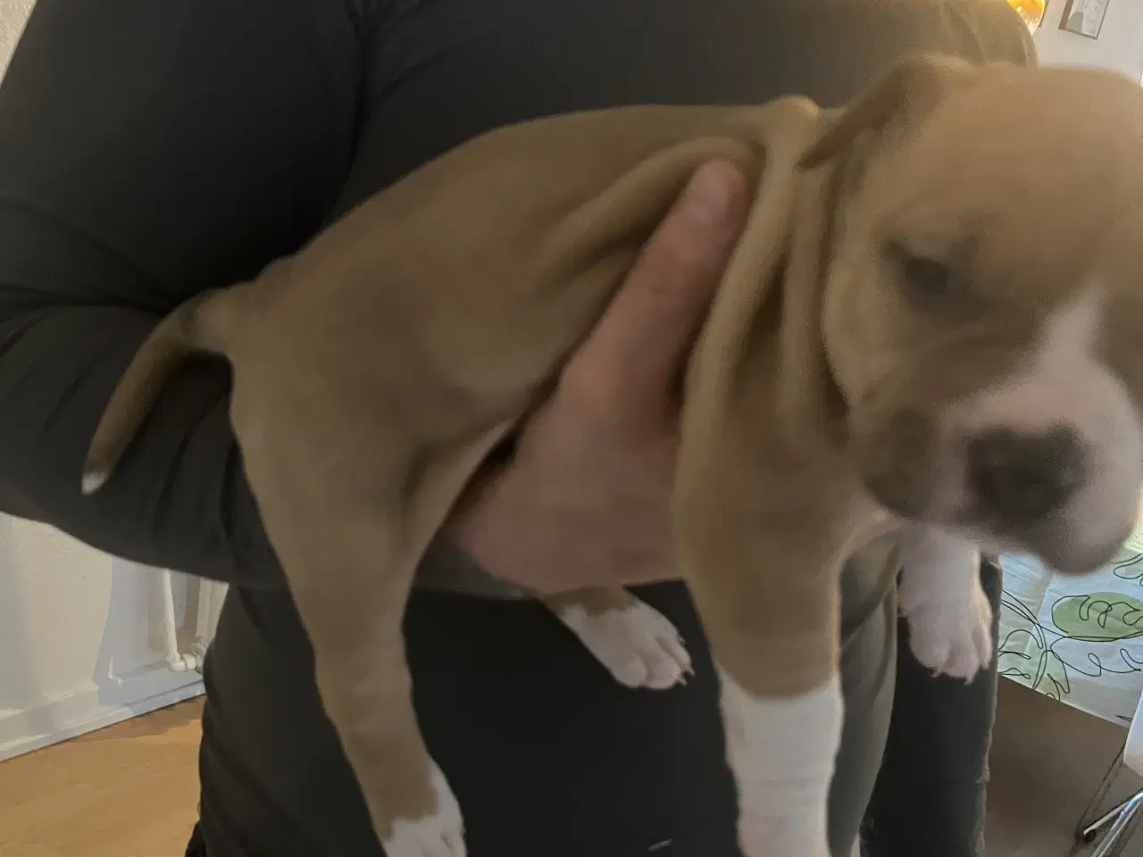 Billede 5 - Dejlige American Bully XL hvalpe 