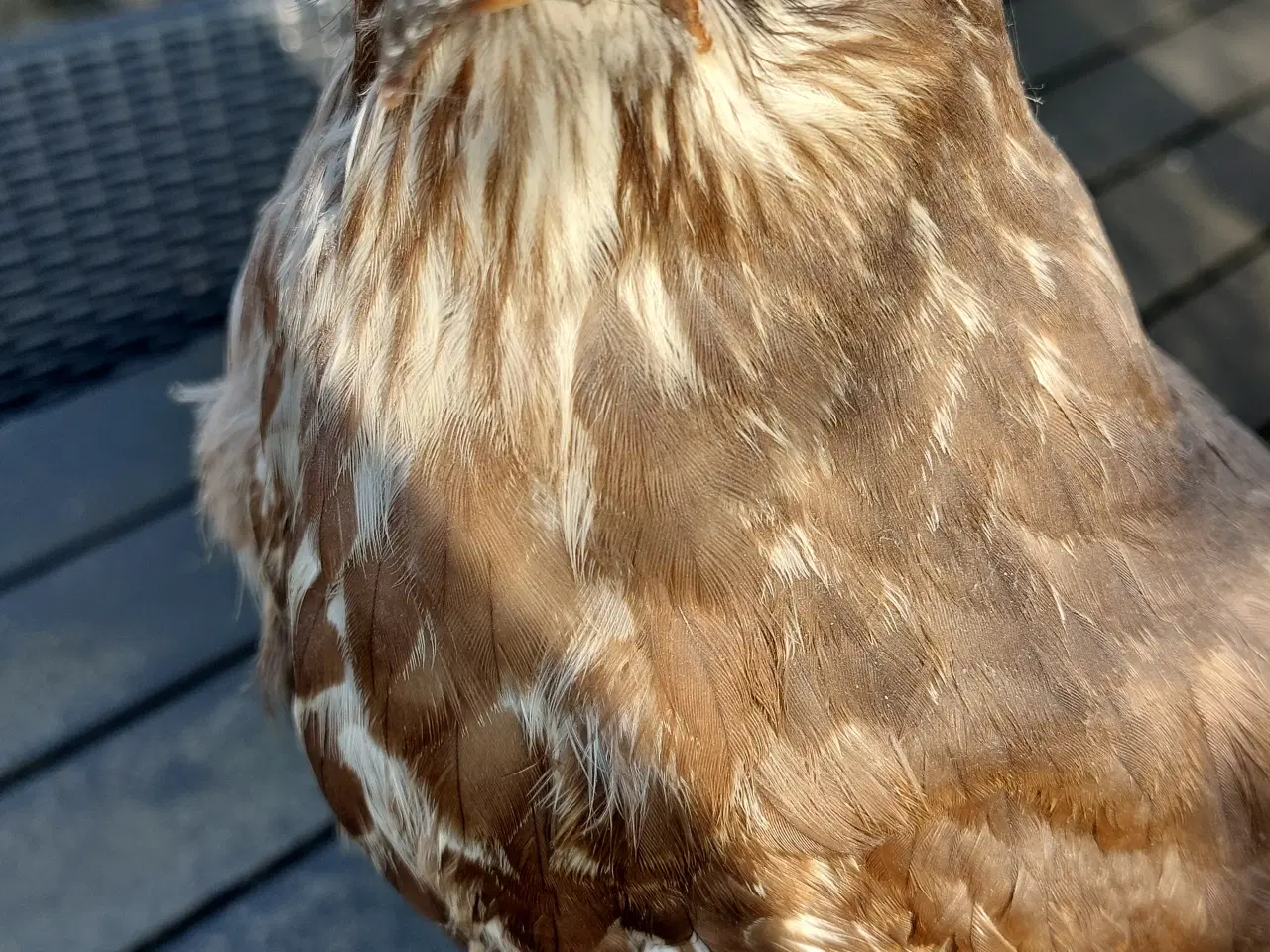 Billede 2 - Udstoppet musvåge