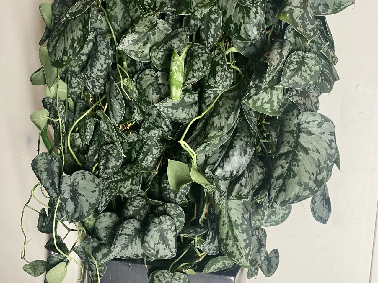 Billede 7 - Genbrugs Planter