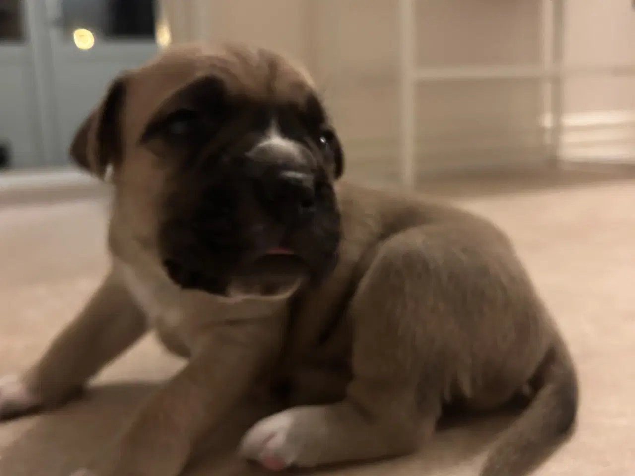 Billede 7 - Store, smukke og robuste Boxer/Mastiff hvalpe