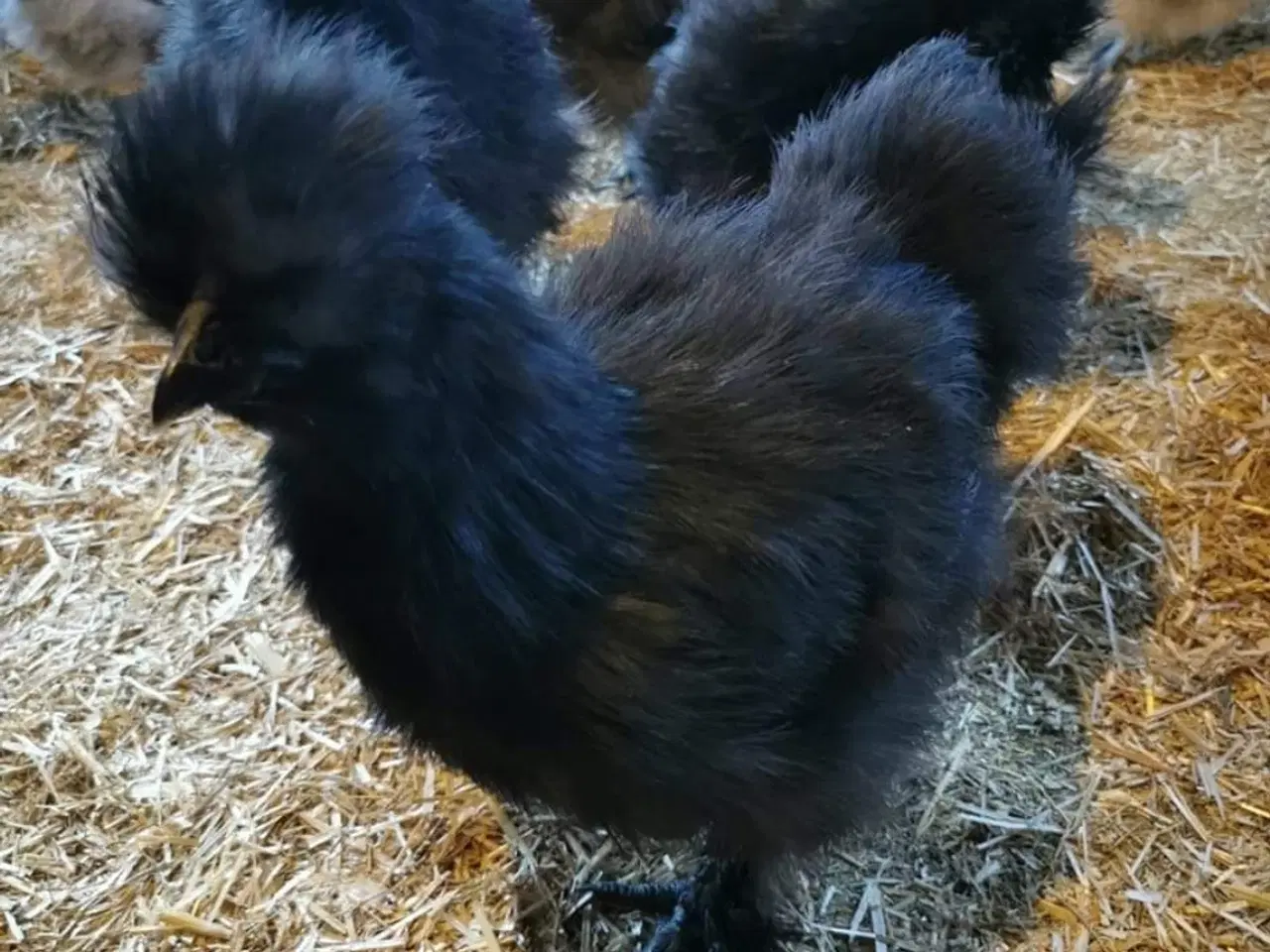 Billede 3 - Kyllinger  silkehøns 