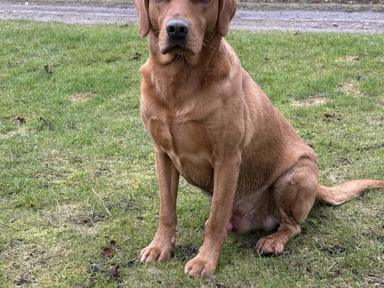 Billede 1 - Fox red labrador
