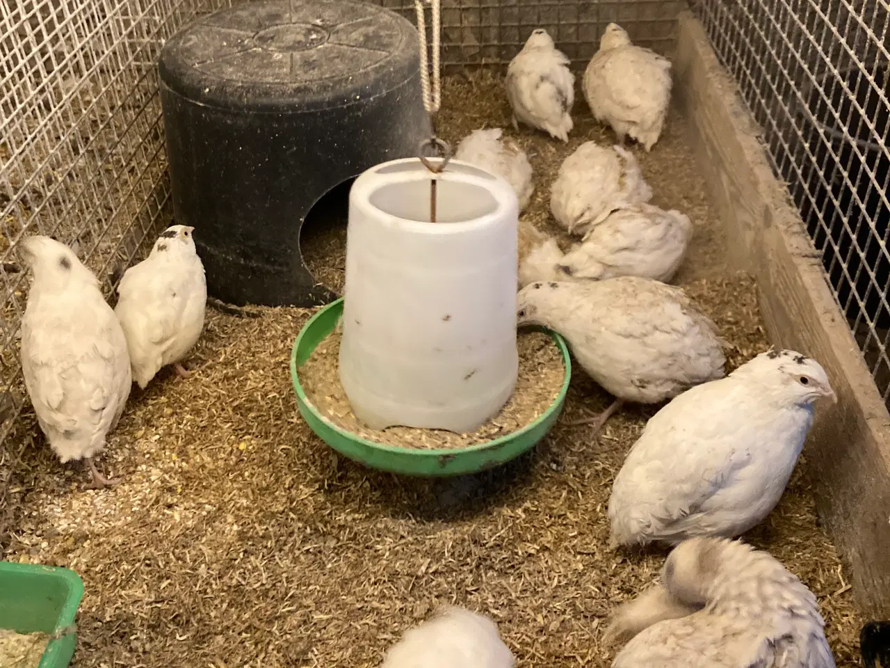 Billede 2 - Fine Texas vagtelkyllinger